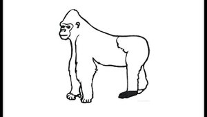 Как нарисовать Гориллу. Раскраска Горилла для детей