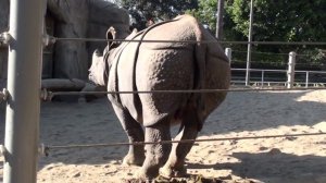 San Diego Zoo, Rhinoceros poop