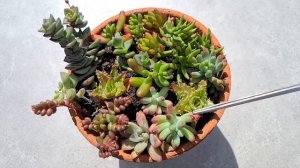 【Succulent Plant Care #07】Succulent 5 common mistakes to avoid｜Succulent Care Tips for beginner