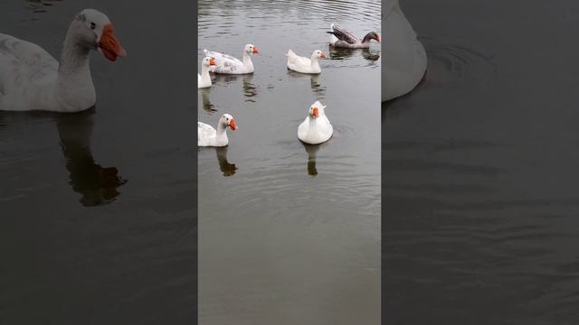 Гуси гуси га га га. Гуси на тусе.😎