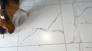 ШЕРЛОК БОИТСЯ КРЫСЫ. БРОС ШОУ ПЕТ