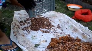 Очистка кедровых орехов от шишек )