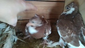 андижанские голуби красногрудые