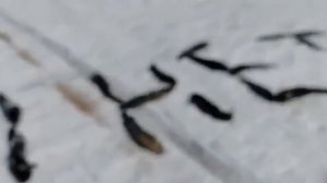 Рыбалка на Чоне Якутия 4 мая 2020 г.  Якутия