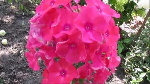 Флокс метельчатый Киевский праздничный