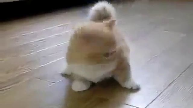 Коротконогий котик смотреть онлайн