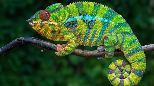 Хамелеоны смотреть онлайн