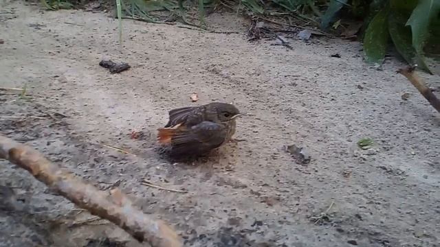 Siskin chick on the trail, Novosibirsk forest смотреть онлайн