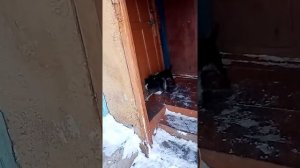 Ягдтерьер зимой