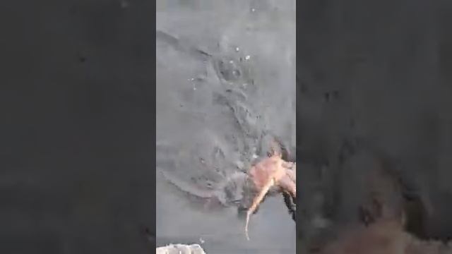 Ловля камчатского краба . смотреть онлайн