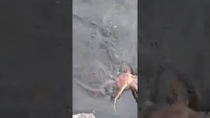 Ловля камчатского краба .