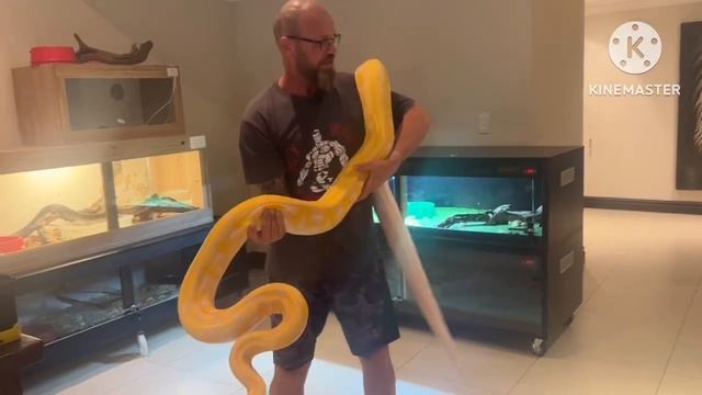 Reticulated Python! Tiger Lavender Albino and Motley het Lavender Albino!??