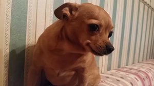 Собака провинилась. Собаку ругают. Собаке стыдно