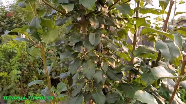 Невероятно вкусная груша? смотреть онлайн