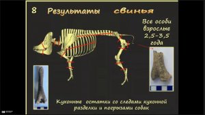 Обзор археозоологического материала из ям XVI–XVII вв. раскопа «Аркажская слобода», Великий Новгород