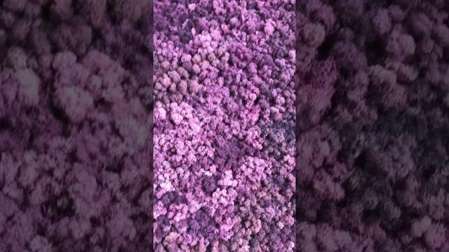 Панель из стабилизированного ягеля сиреневого цвета. Лучшая цена на Российском рынке!