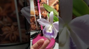 Каттлея Blue Angel.цветение.эксперимент со светом или все-таки вирус.