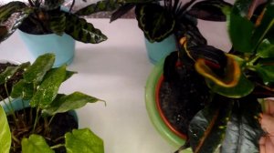 Комнатные растения, калатеи, как растут, почему я хочу с ними проститься