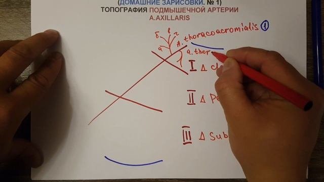 ТОПОГРАФИЯ ПОДМЫШЕЧНОЙ АРТЕРИИ