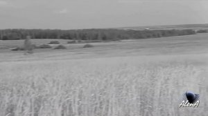 Эдуард Асадов «Могила неизвестного солдата»