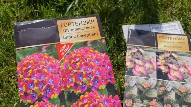 Они БУДУТ ЦВЕСТИ ВСЁ ЛЕТО! Сажаем КРУПНОЛИСТОВЫЕ ГОРТЕНЗИИ смотреть онлайн