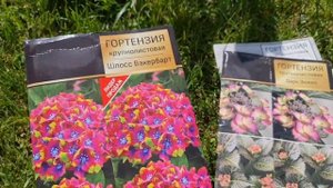 Они БУДУТ ЦВЕСТИ ВСЁ ЛЕТО! Сажаем КРУПНОЛИСТОВЫЕ ГОРТЕНЗИИ