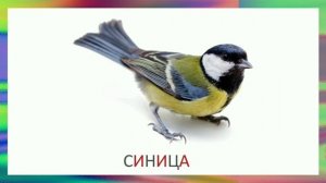 Какие бывают птицы. Карточки Домана.