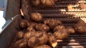 КФХ СТОЗУБ- Выращивание картофеля