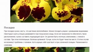 Губастик. Красивые растения для дома и сада.