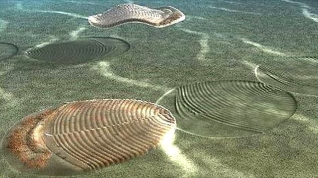 Развитие жизни на Земле (The Evolution of Life) - Ёргия (Yorgia waggoneri)