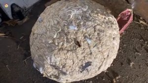 Гнездо Азиатского Шершня в заброшеной машине. Идем в бой !