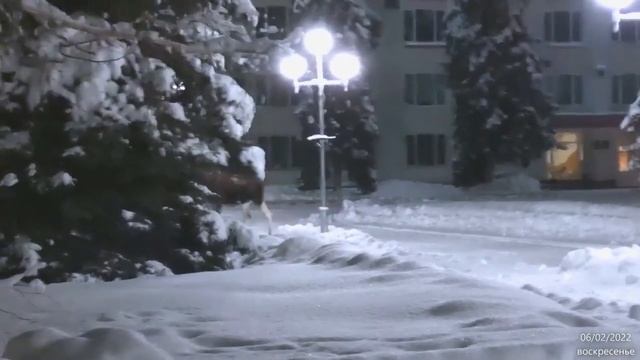 Заречный (Пензенская область) может лишится лосей.