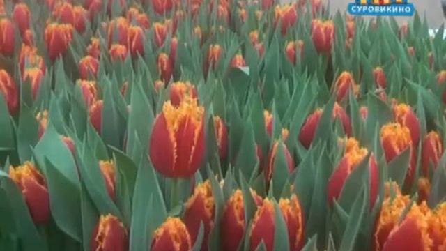 Суровикинские тюльпаны оптом и в розницу. 89608707451 смотреть онлайн