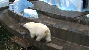 Белая медведица.