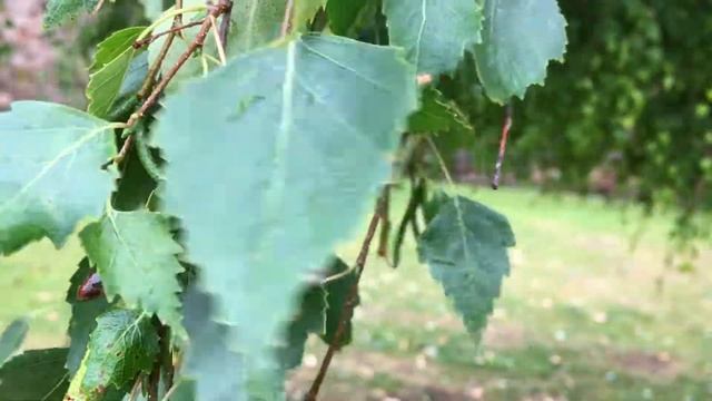 Weeping birch (Betula pendula 'Youngii') - leaf close up - July 2018 смотреть онлайн