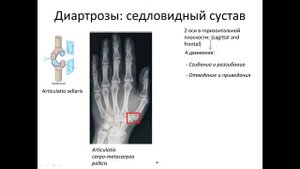 Общая синдесмология.