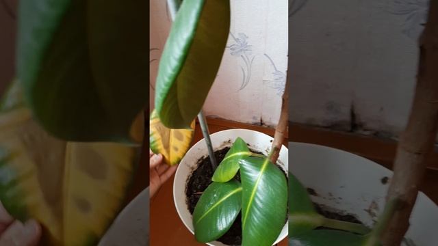 Обрезаем Фикус Мелани каучуконосный #фикусы #втораяжизньфикуса #фикусМелани #фикускаучуконосный смотреть онлайн
