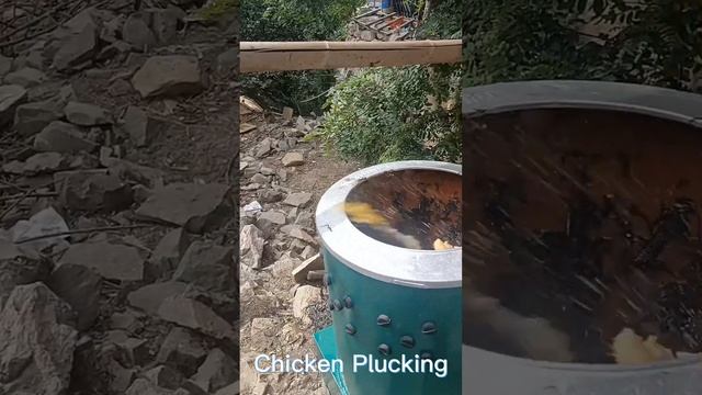 Startup scene of the chicken plucking machine