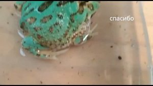 Биология Дома - Лягушка Рогатка - Тараканы