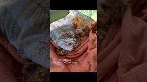 Как рос и менялся наш пудель Капуч #dog #poodle #пудель