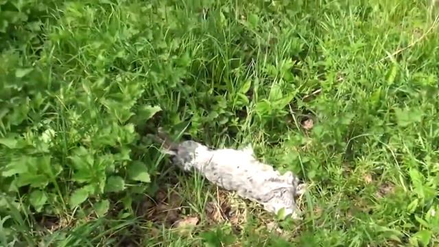 Потрава ядохимикатами сельскохозяйственного скота и людей на Западной Украине. смотреть онлайн