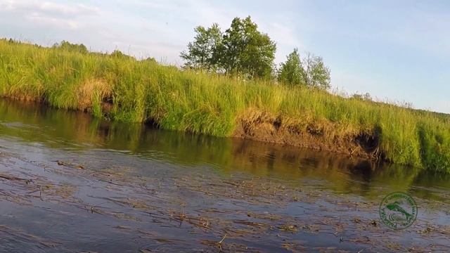 Злые поклевки с обрывами поводков. Ищем крупных ельцов.