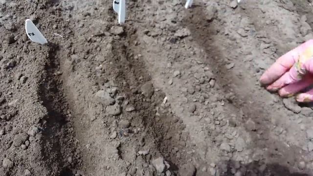 Посев цветов в июле! Заметка начинающему цветоводу