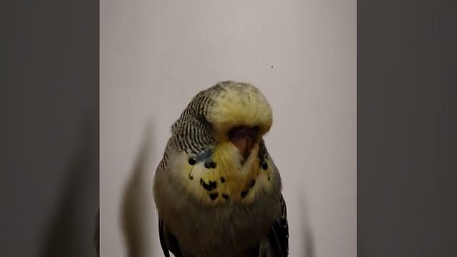 Выставочные волнистые попугаи (чехи)