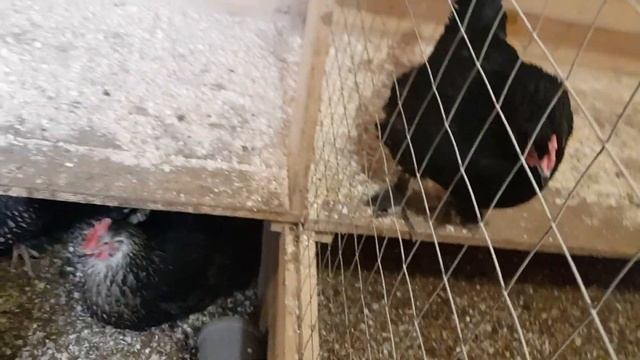 Вес петуха Брама Изабель. смотреть онлайн