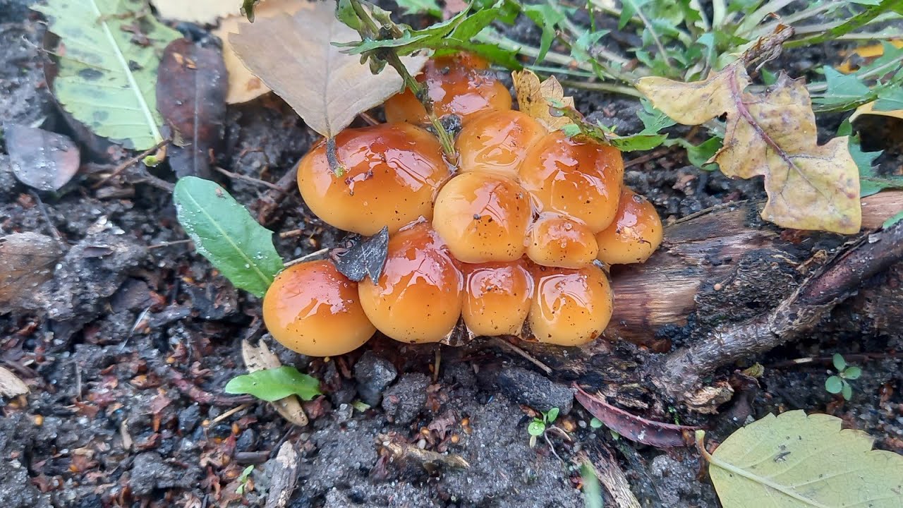 Ягодный гриболов. Фламмулина. Flammulina filiformis.