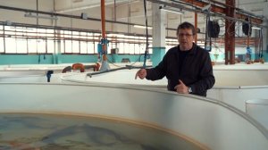 ЧЁРНАЯ ПРАВДА О ЧЁРНОЙ ИКРЕ