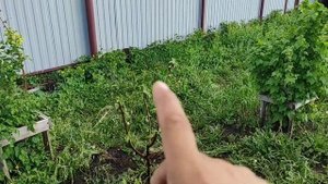 КАК ПЕРЕСАДИТЬ ЯБЛОНЮ НА ДРУГОЕ МЕСТО? КАК ПЕРЕСАДИТЬ КРАСНУЮ СМОРОДИНУ НА ДРУГОЕ МЕСТО. ТРЕХЛЕТКА.
