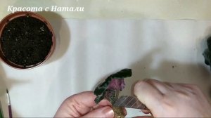 У фиалки длинная ножка? Нужно ОМОЛОДИТЬ!