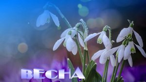 Футаж. Весна 29